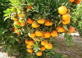 Imagen para los medios: Estudio del cambio climático y su relación con la producción citrícola