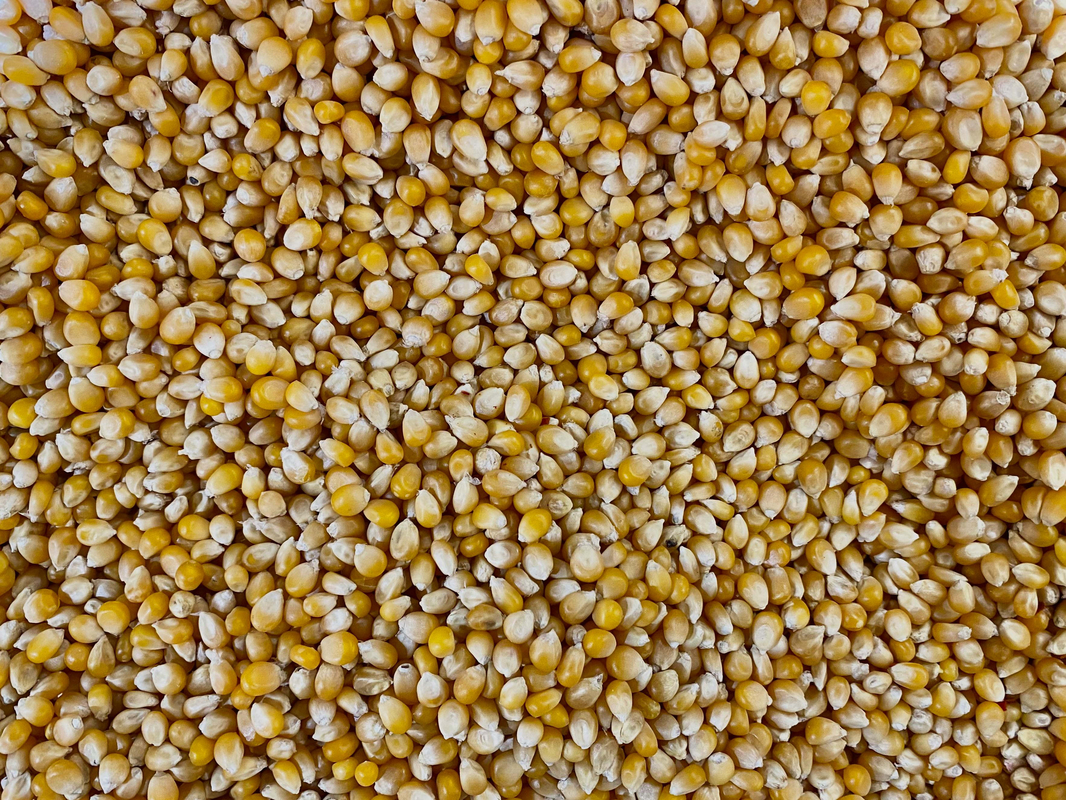 Imagen para los medios: 05/24 - Consulta Pública "Modificación de la Resolución GMC Nº 25/02 «Reglamento Técnico MERCOSUR sobre Límites Máximos de Aflatoxinas Admisibles en Leche, Maní y Maiz»"