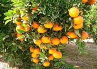 Estudio del cambio climático y su relación con la producción citrícola